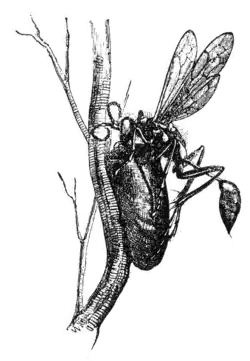 Sceliphron wasp building nest