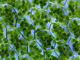 Image 5Chloroplasts in the cells of a moss (from History of Earth)